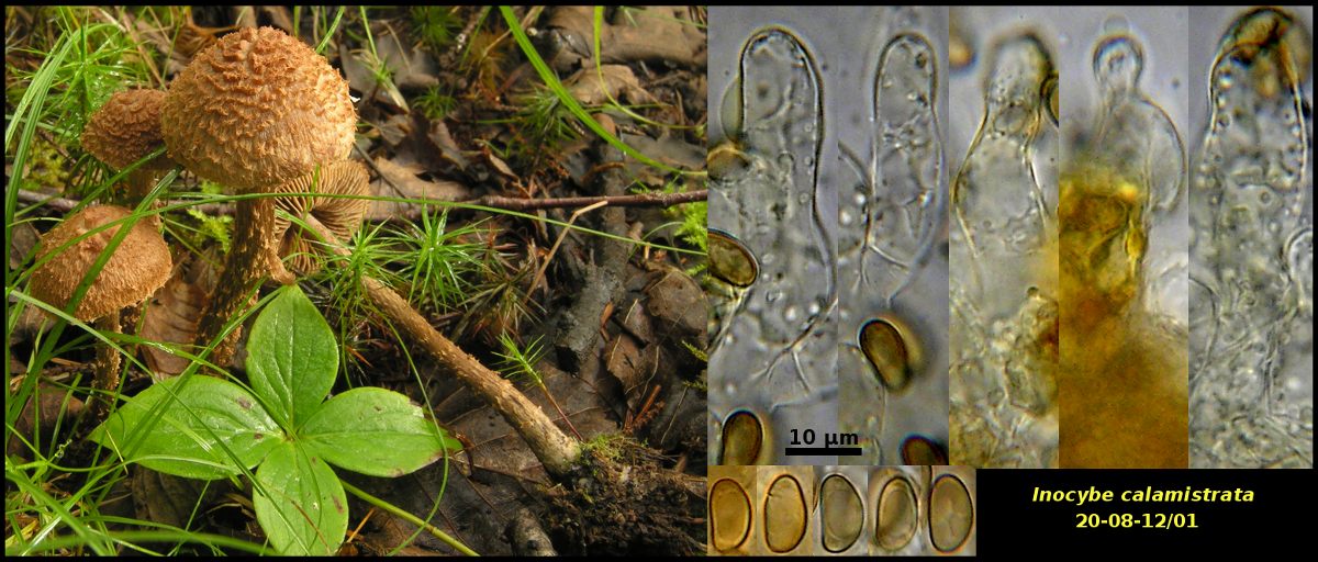 Picture of Inocybe calamistrata